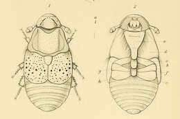 Image of Platypsyllus