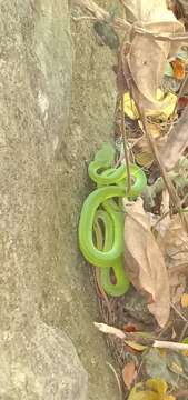 Image de Trimeresurus insularis Kramer 1977