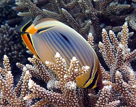 Image of Lineated Butterflyfish