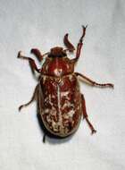 Image of Variegated June Beetle