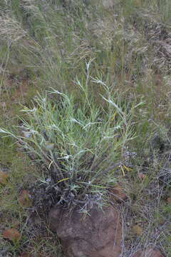 Image of Gomphocarpus tomentosus Burch.