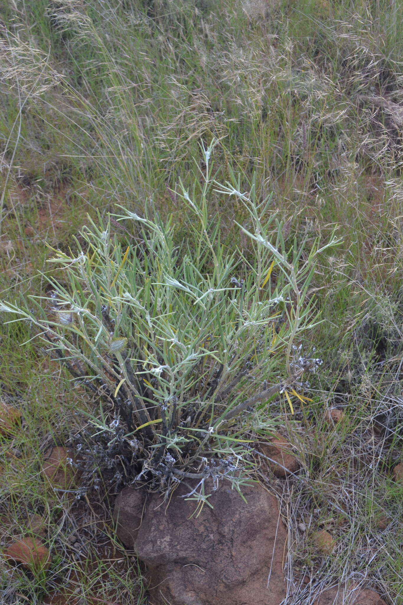 Image of Gomphocarpus tomentosus Burch.