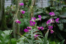 Dendrobium bigibbum Lindl. resmi