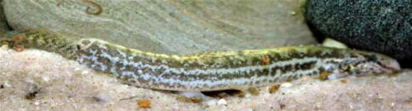 Image of Guntea loach