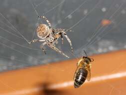 Image of Gray Cross Spider