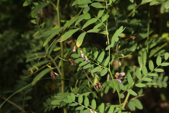 Plancia ëd Vicia cassubica L.