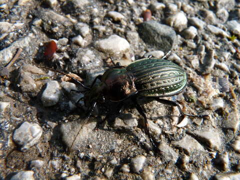 Image of Carabus (Oreocarabus) hortensis Linnaeus 1758