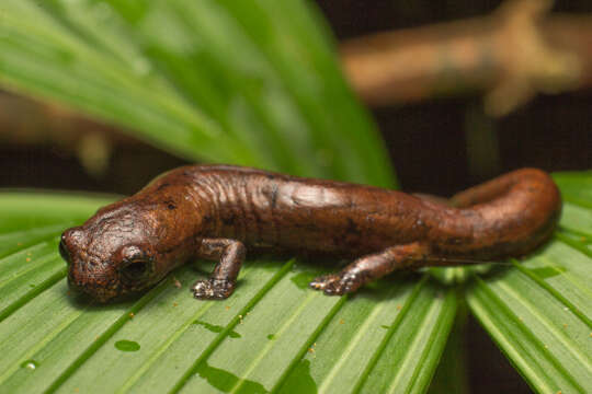 Image of Savage's salamander