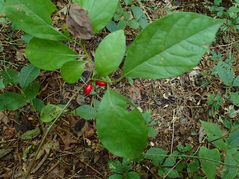 Image of northern spicebush