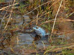 Image of Altai Brown Frog (Altai Mountains Populations)