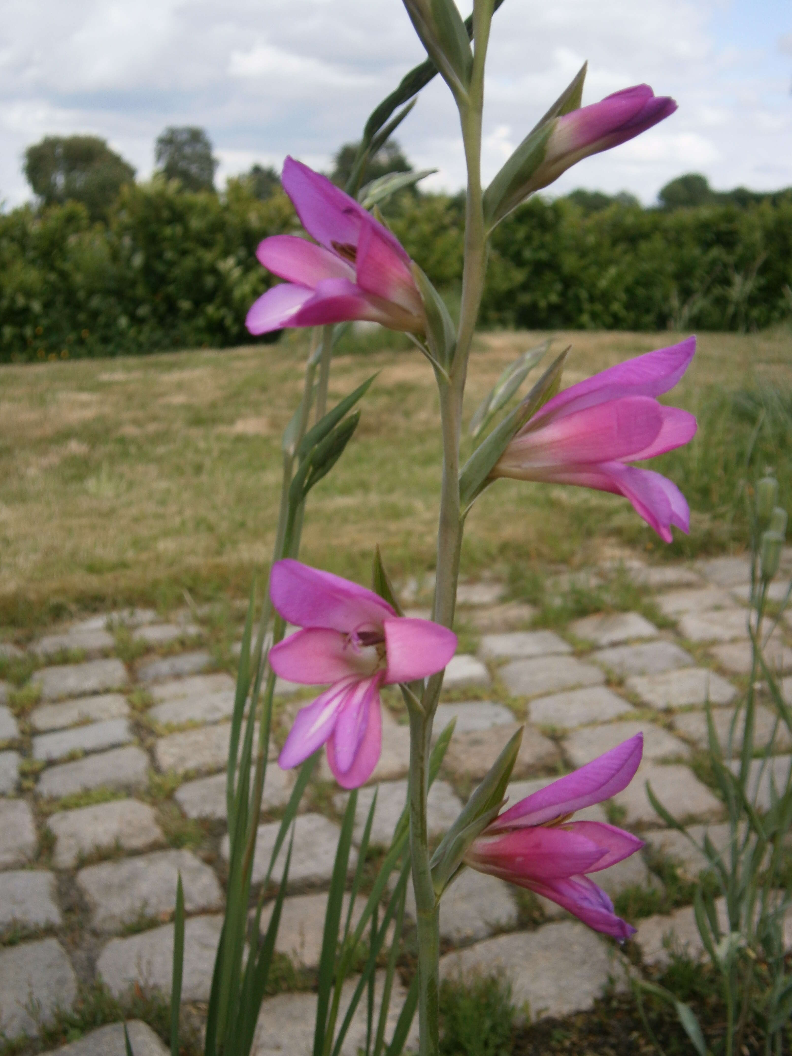 Image of Common Sword Lily