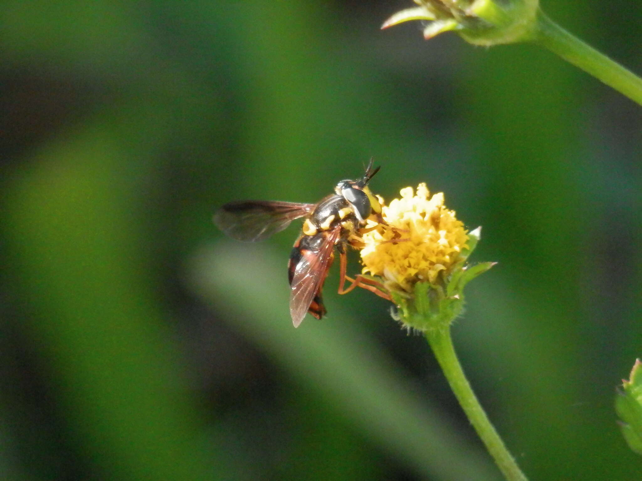 Chrysotoxum triarcuatum Macquart 1839 resmi