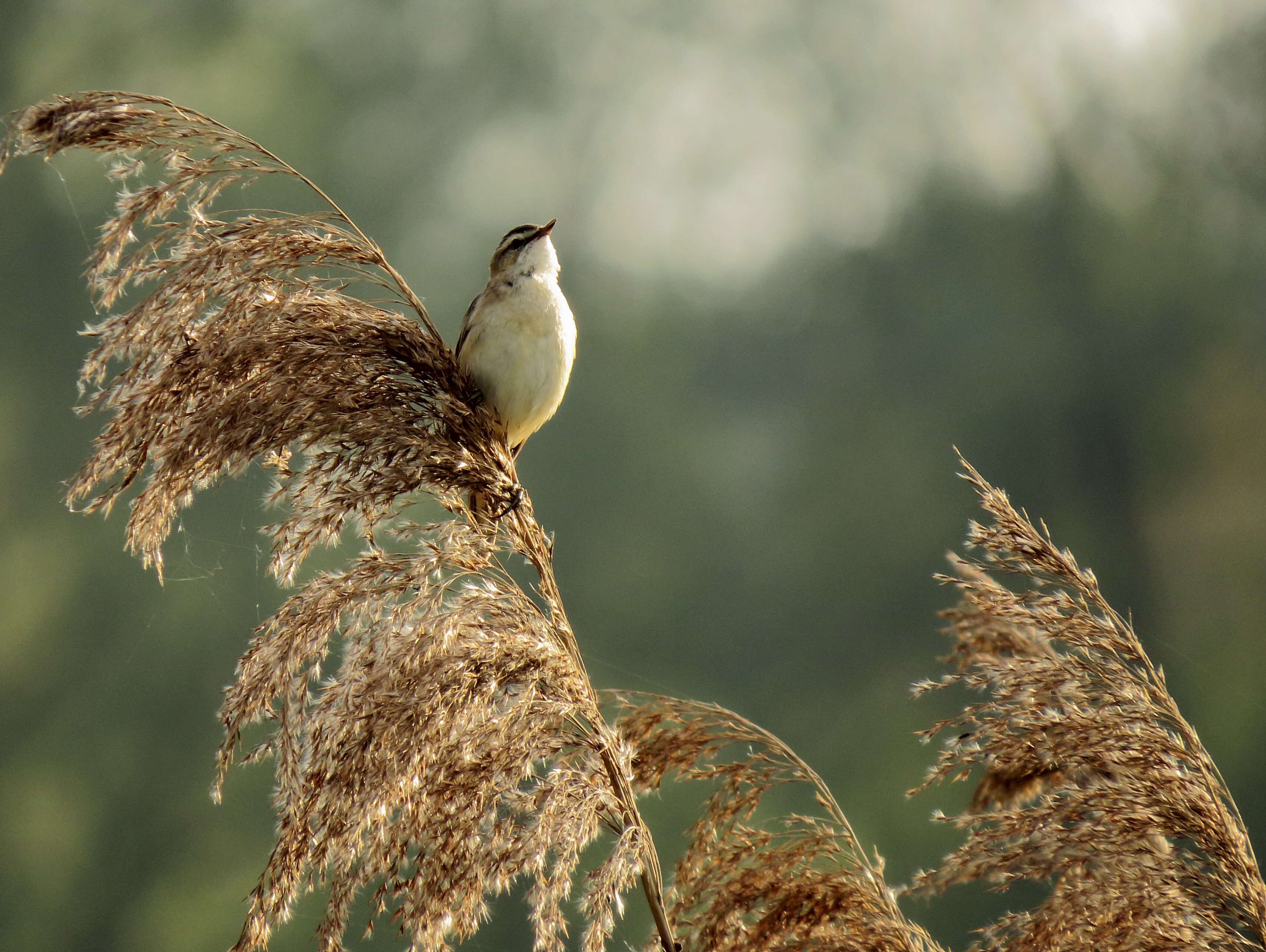 Image of Sedge Warbler