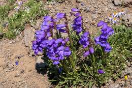 Plancia ëd Penstemon hallii A. Gray