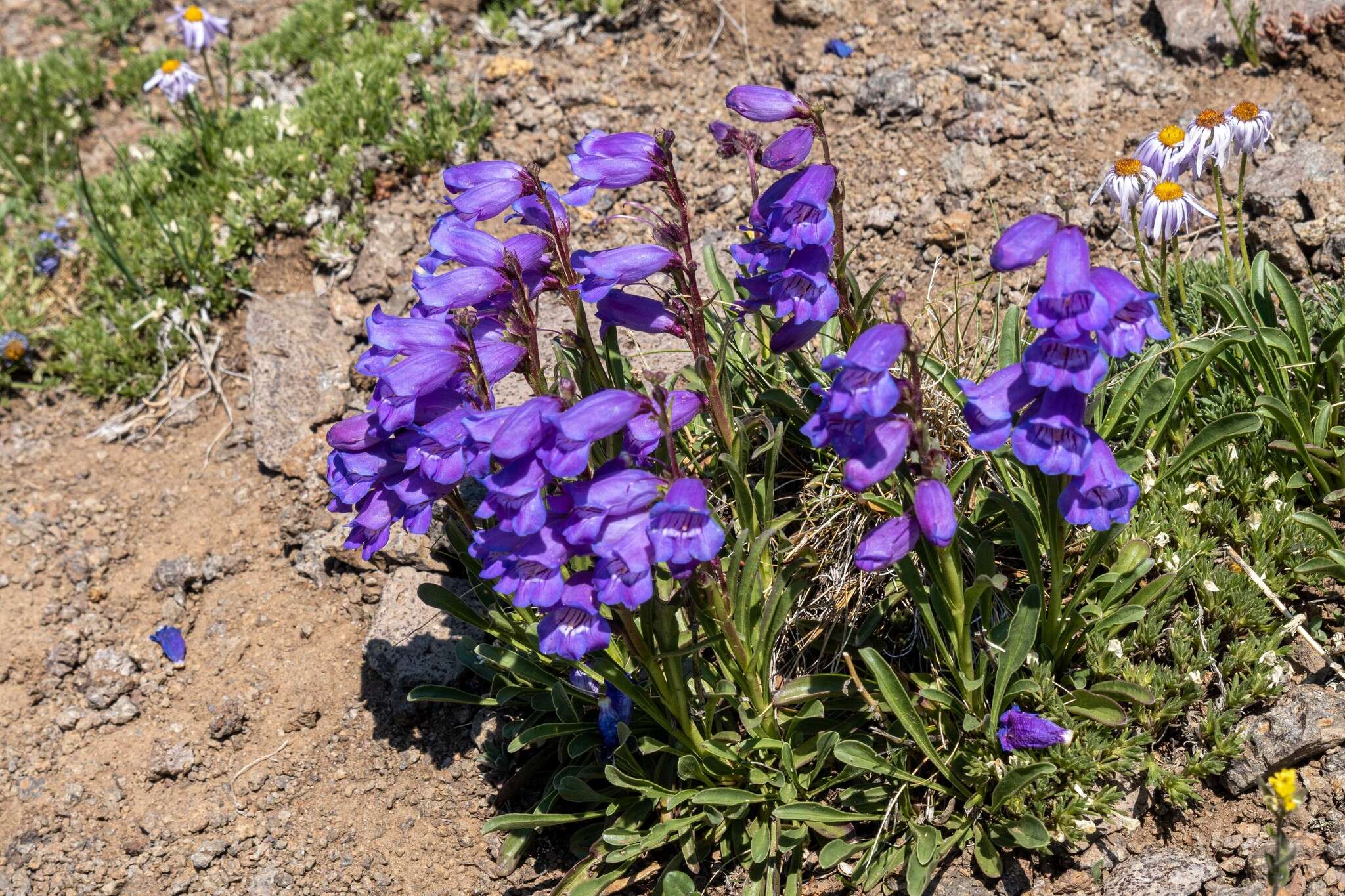 Plancia ëd Penstemon hallii A. Gray