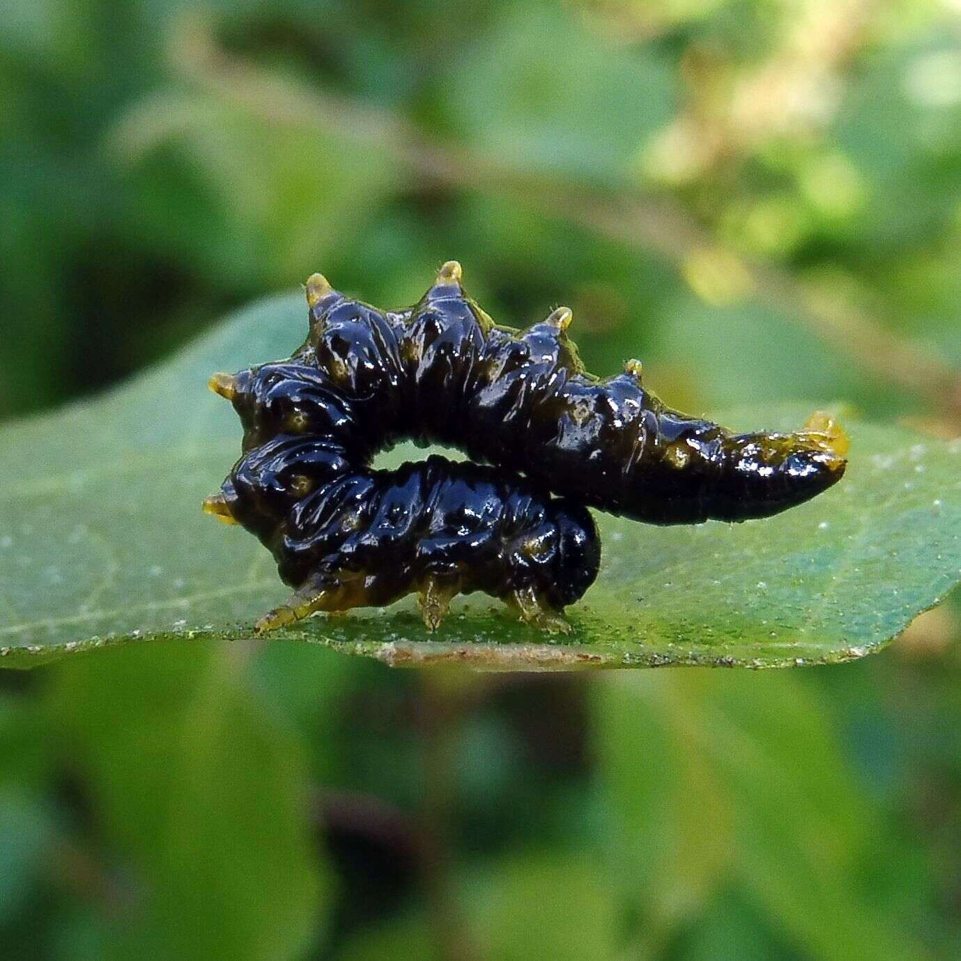 Imagem de <i>Nematus latipes</i>