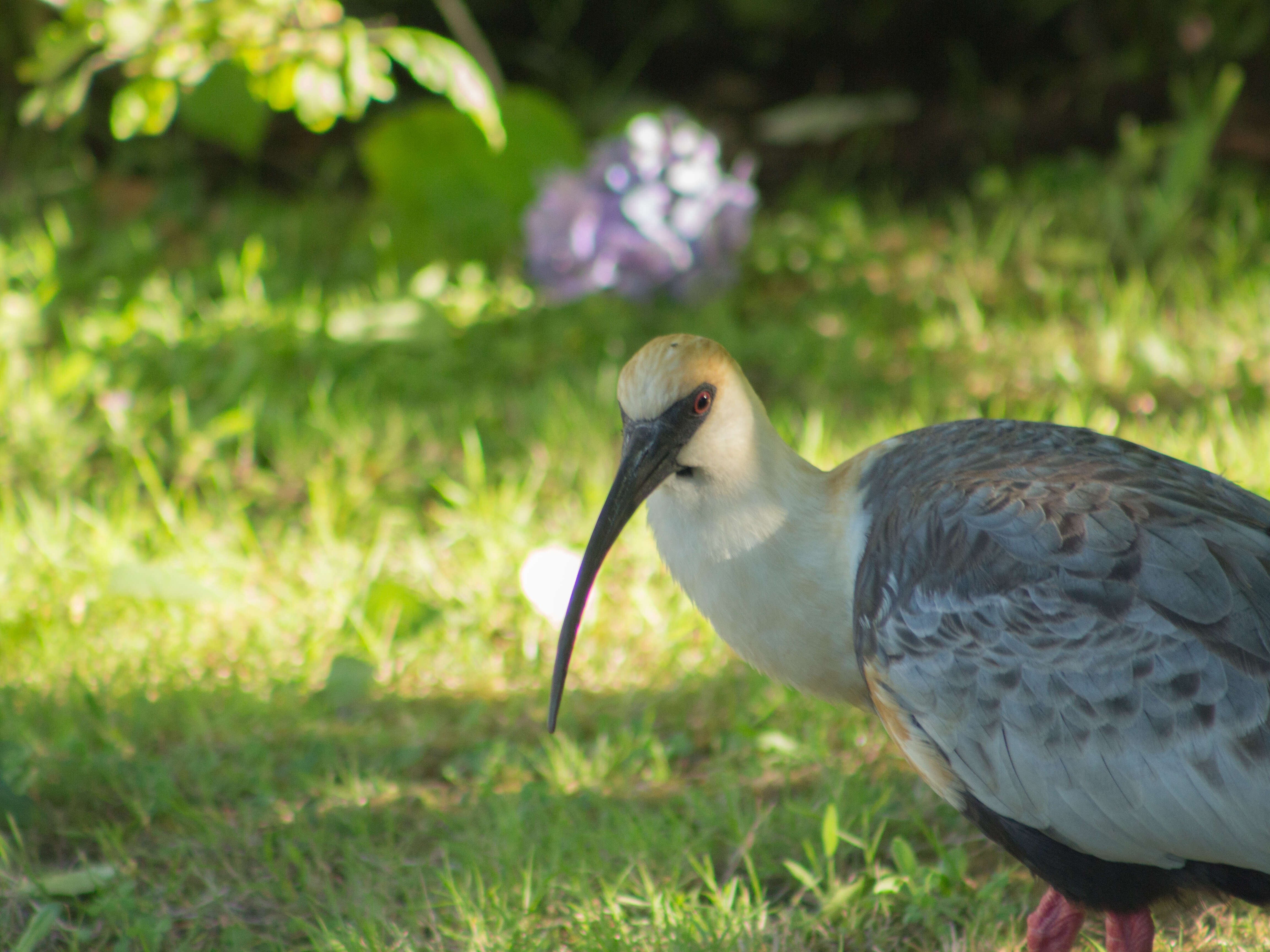 Image of Black-faced Ibis