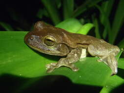 Image of Veragua Cross-banded Treefrog