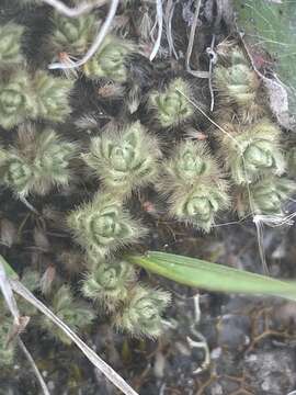 Image of Pimelea sericeovillosa Hook. fil.