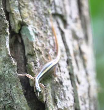 Lipinia pulchella (Gray 1845)的图像