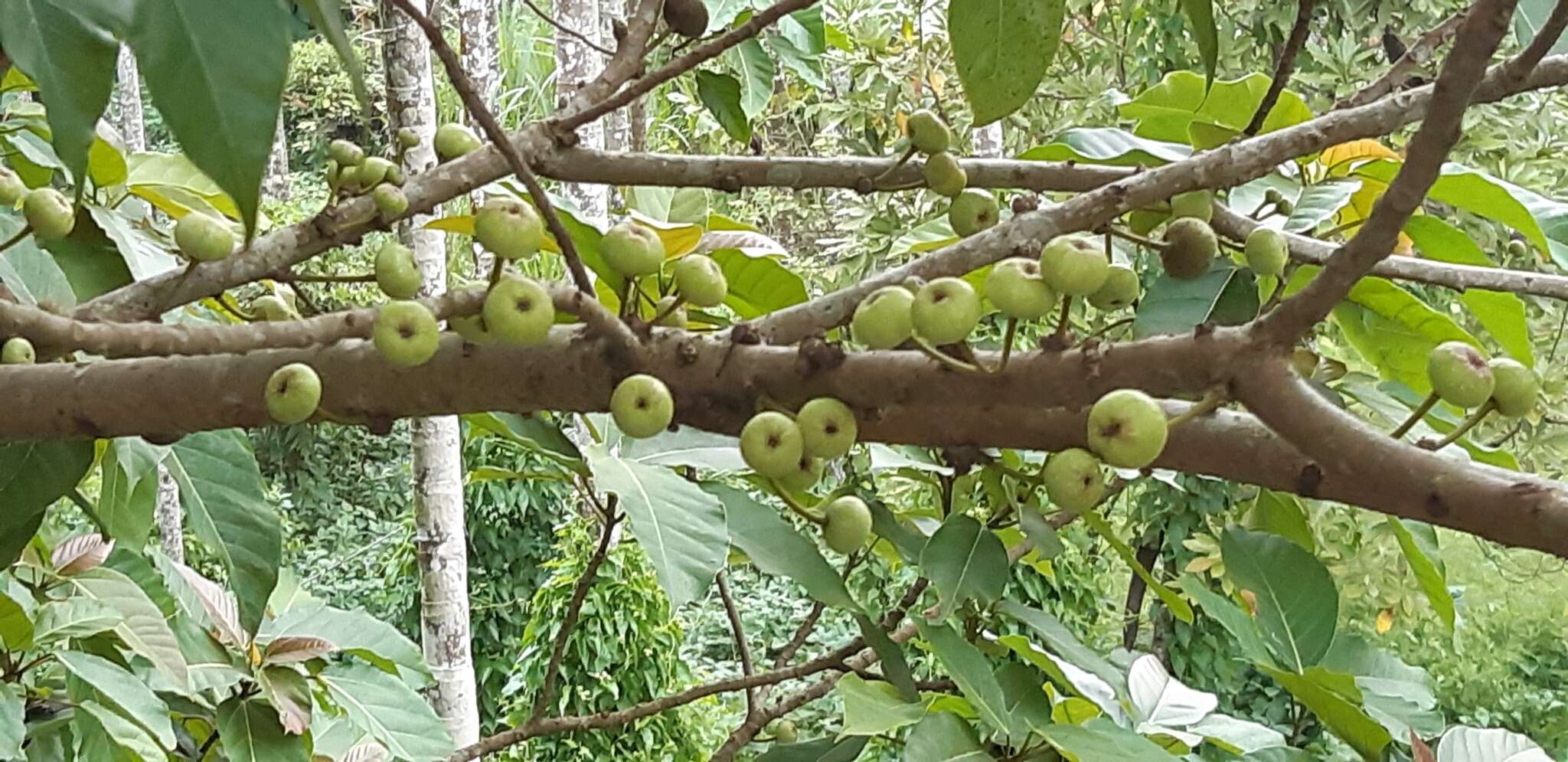 Image of Ficus variegata Bl.