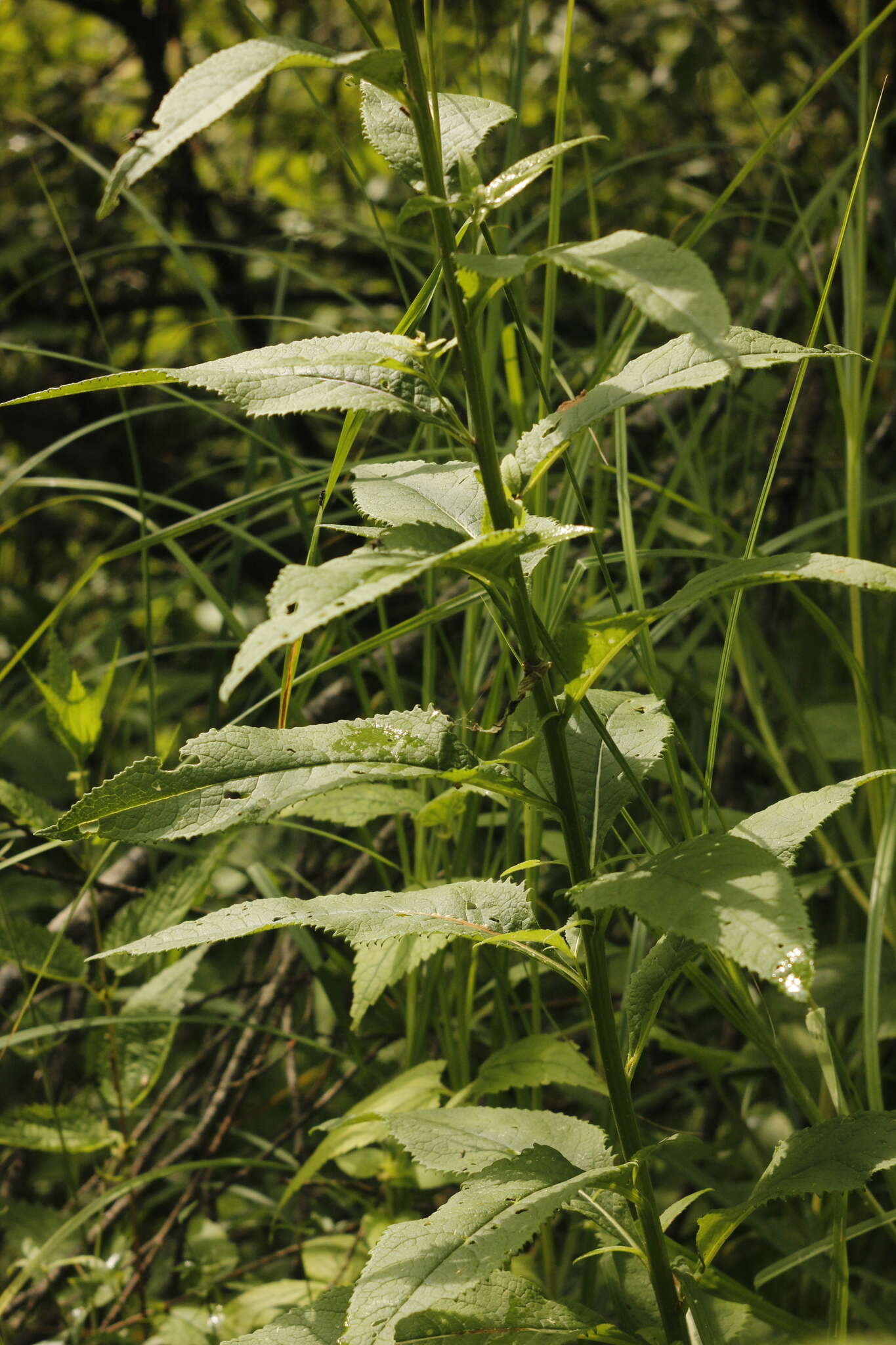 Imagem de Senecio nemorensis L.