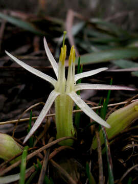 Image of Conostylis androstemma F. Muell.