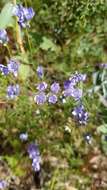 Image of California gilia