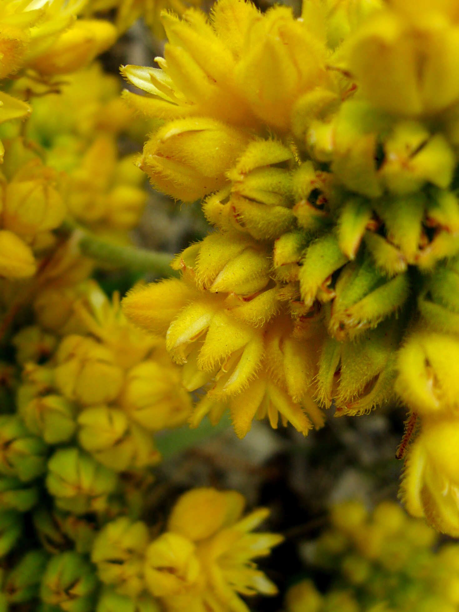 Image of Conostylis aculeata R. Br.