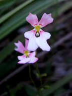 Image de Stylidium calcaratum R. Br.