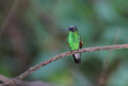 Image of Oaxaca Hummingbird