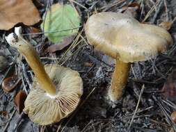 Image of Inocybe cookei Bres. 1892