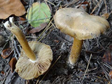 Image de Inocybe cookei Bres. 1892