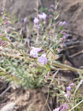 Hedeoma hyssopifolia A. Gray resmi