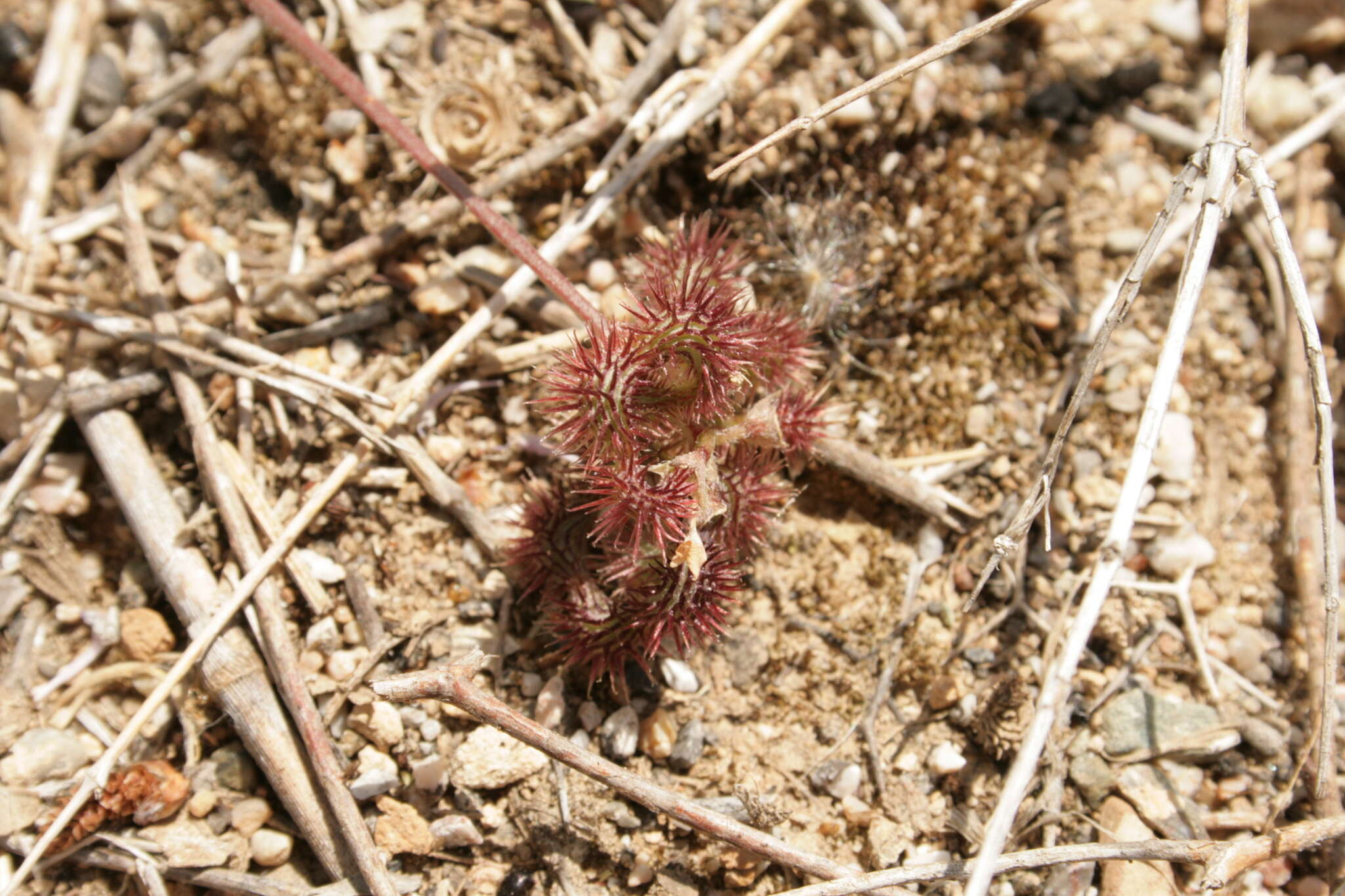 Plancia ëd Scorpiurus muricatus var. subvillosus (L.) Fiori