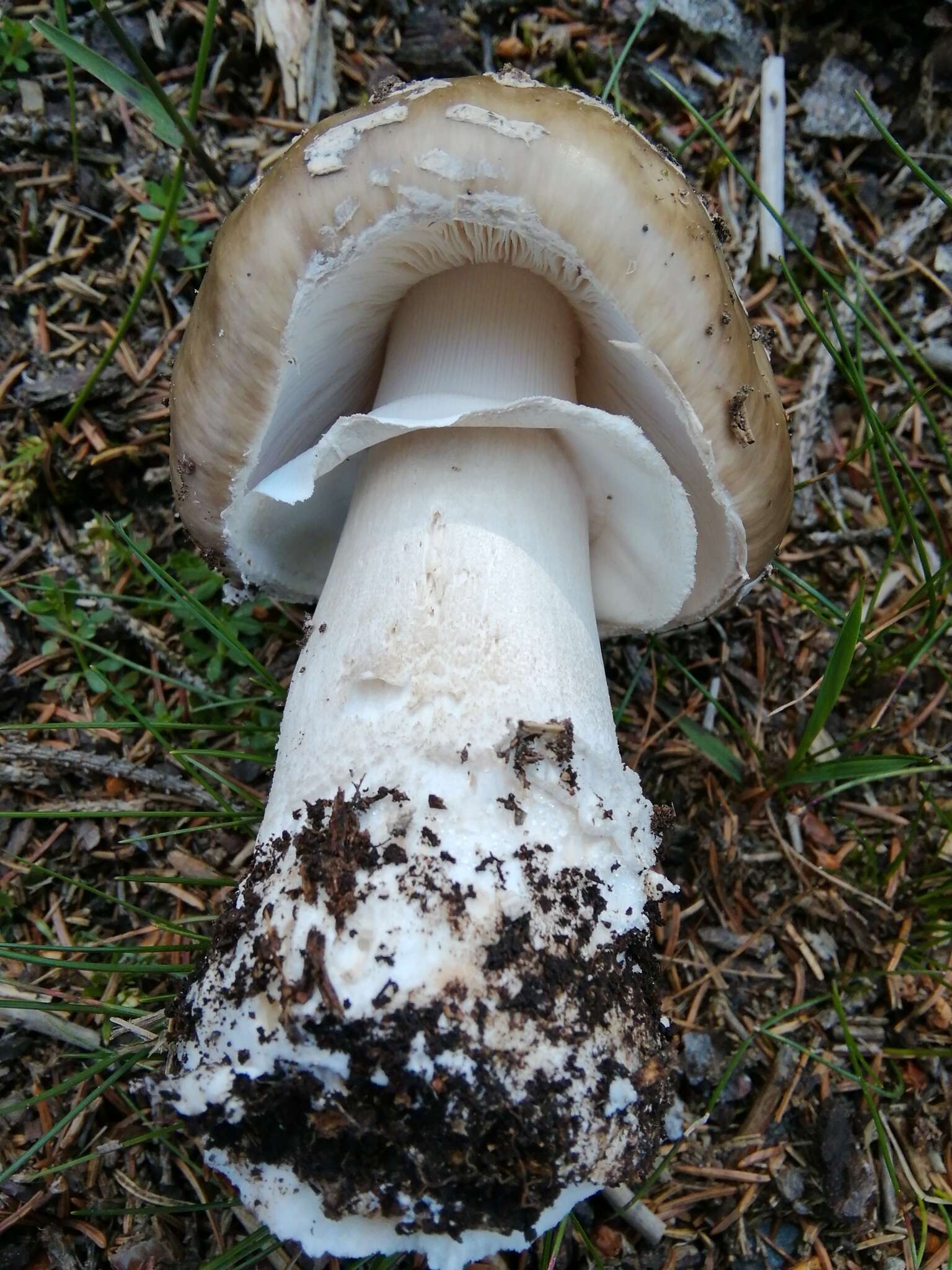 Plancia ëd Amanita excelsa (Fr.) Bertill. 1866