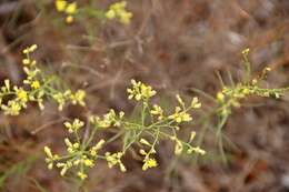 Image of San Joaquin snakeweed