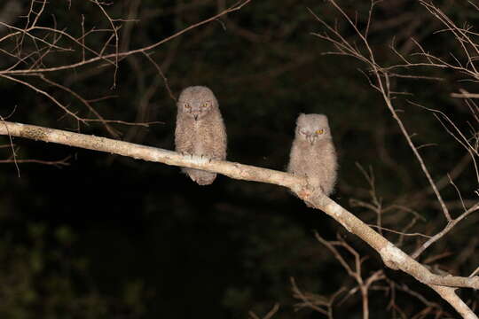 Image of Madagascar Scops-owl