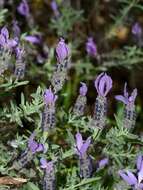 Image of French lavender