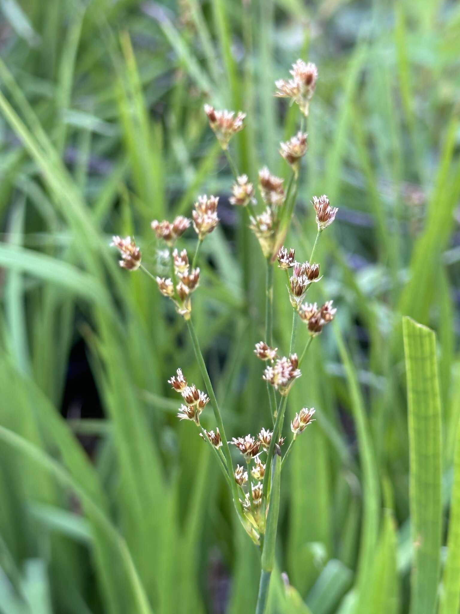 Image of Pointed Rush