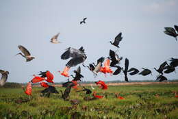 Image of Scarlet Ibis