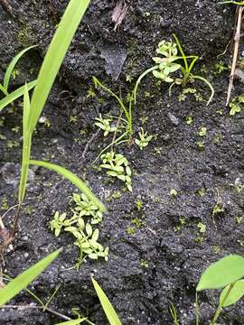 Image of terrestrial water-starwort