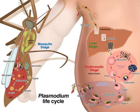 صورة Plasmodium subgen. Plasmodium