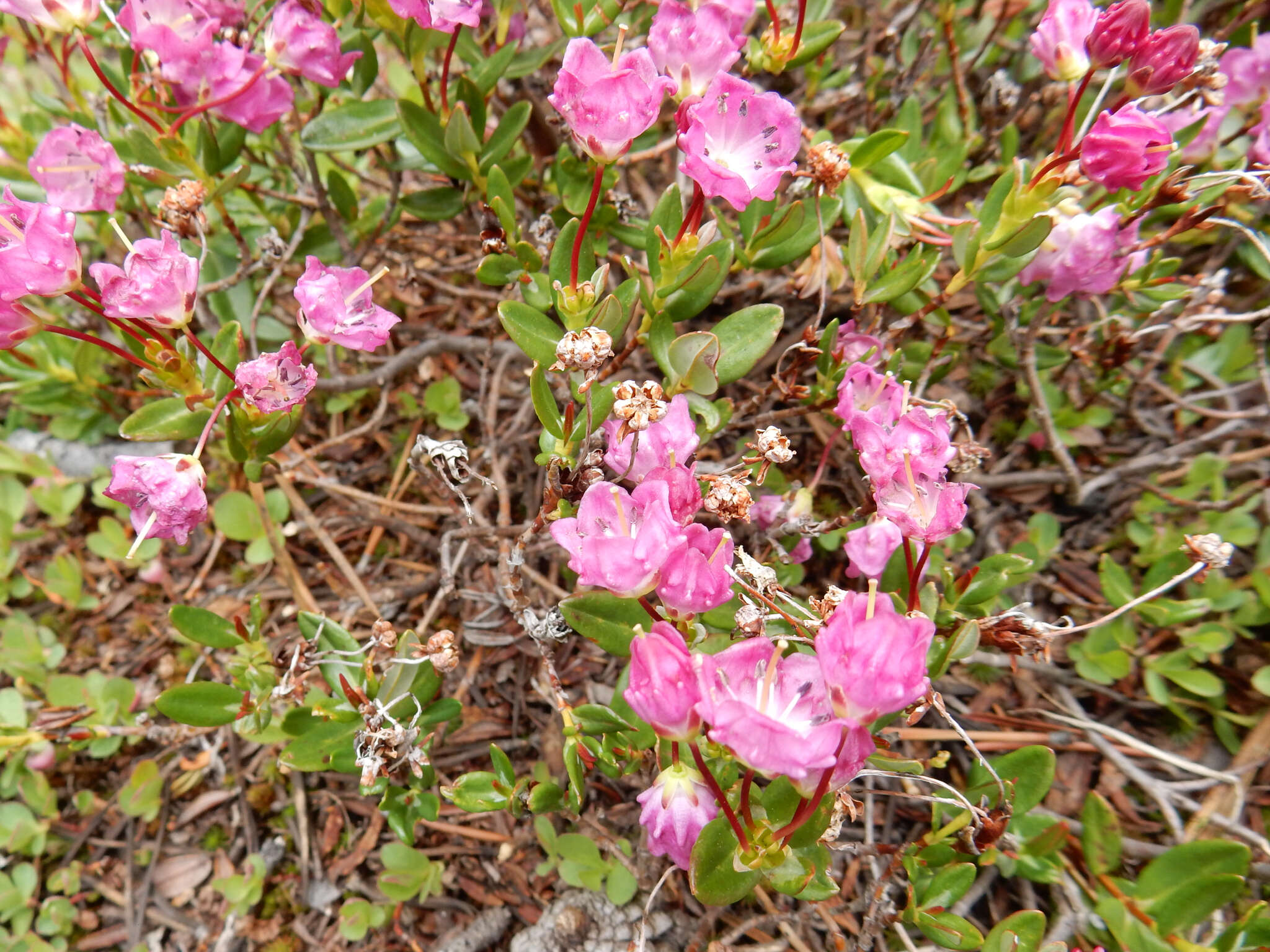 Image of Kalmia microphylla (Hook.) A. Heller