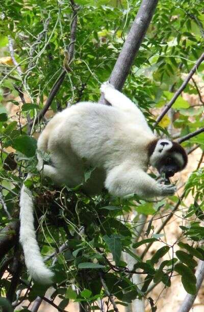 Image of Verreaux's Sifaka