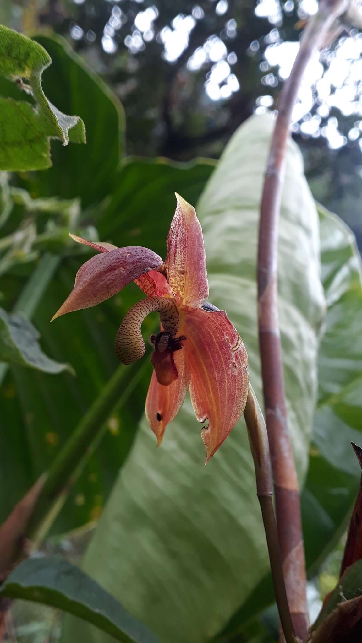 Image of Maxillaria schlimii (Linden & Rchb. fil.) Molinari