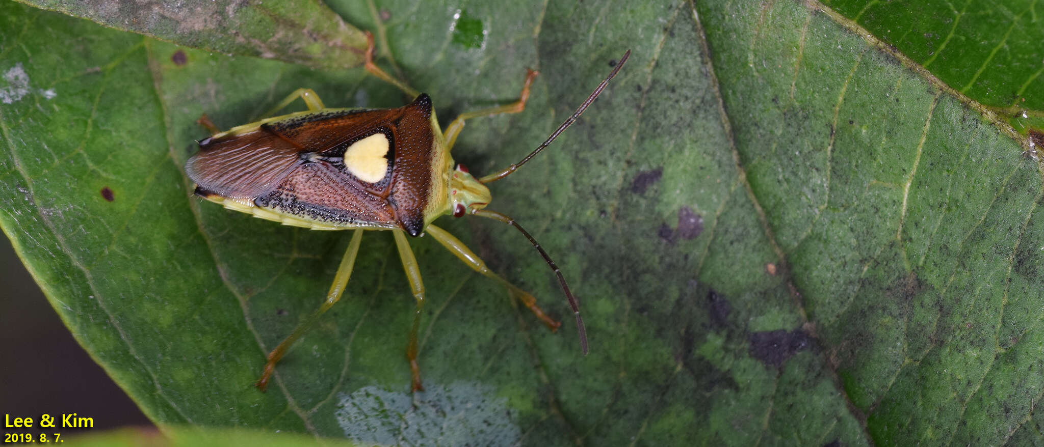 Image of Sastragala esakii Hasegawa 1959