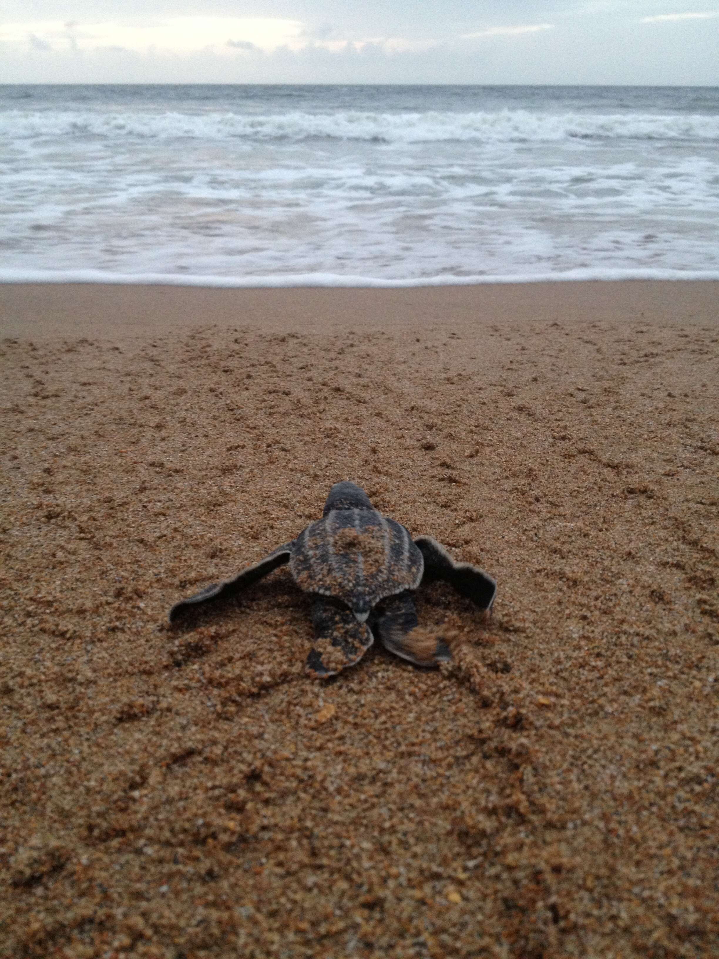 Image of Leatherback sea turtle