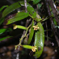 Image of Champion's Orchid