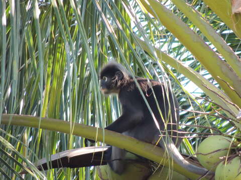 Image of Dusky Langur